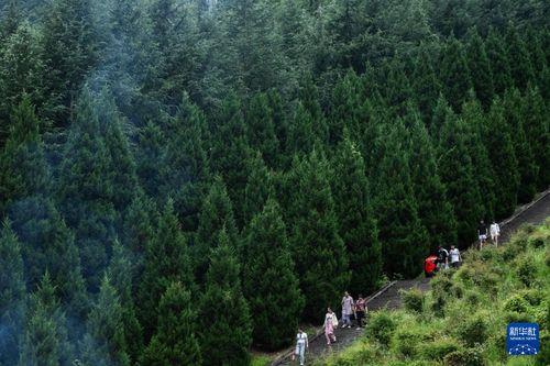 青山在线观看,探索网络世界的绿色之旅  第2张