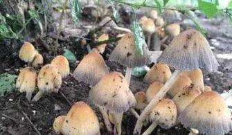 蘑菇视频吃瓜爆料在线招商,吃瓜爆料背后的在线招商风云  第2张