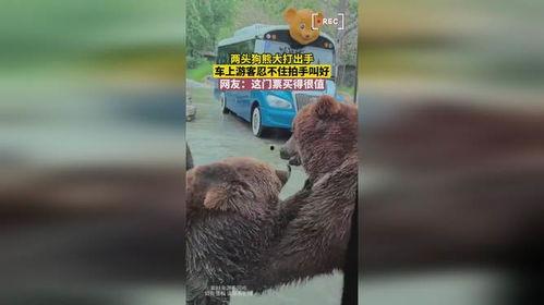 网友爆料狗熊视频下载,狗熊视频下载引发热议，揭秘下载背后的真相