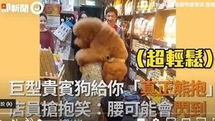 网友爆料狗熊视频下载,狗熊视频下载引发热议，揭秘下载背后的真相  第2张