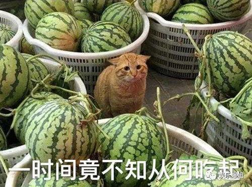 网红爆料吃瓜入口,揭秘吃瓜界的入口秘籍！  第3张