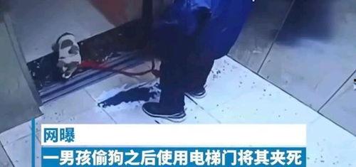 打电话的小男孩爆料视频,揭秘事件背后惊人真相  第2张