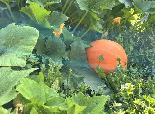 四川吃瓜网红事件,网络舆论的风暴与反思 第2张 四川吃瓜网红事件,网络舆论的风暴与反思 第2张