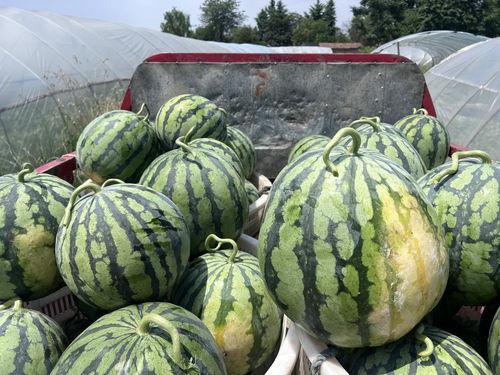 四川吃瓜网红事件,网络舆论的风暴与反思 第3张 四川吃瓜网红事件,网络舆论的风暴与反思 第3张