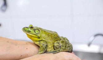 牛蛙饲养爆料怎么做的视频,跟随视频学习养殖技巧  第2张