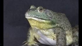 牛蛙饲养爆料怎么做的视频,跟随视频学习养殖技巧  第3张