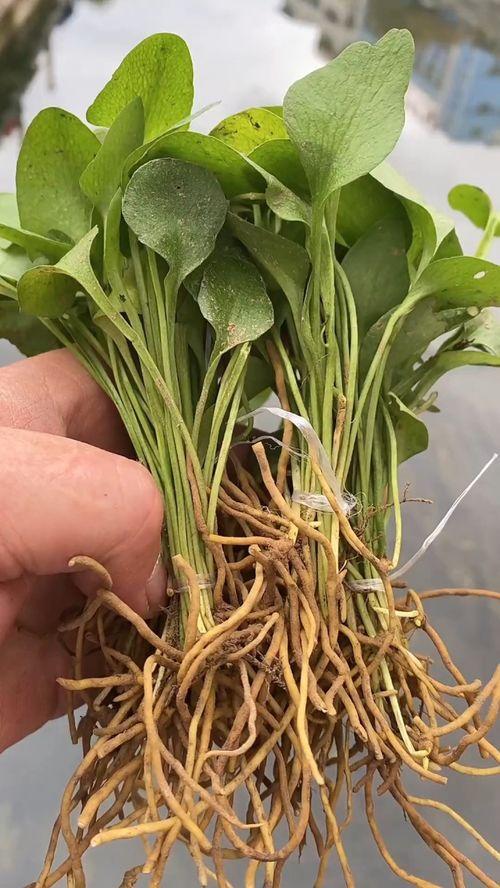 网友爆料竹叶图片真实视频  第3张