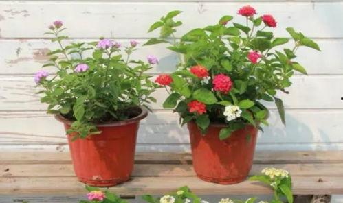 夏威夷机场爆料视频最新,最新爆料视频揭秘！  第2张