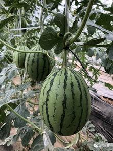 网红福利吃瓜,吃瓜群众如何享受福利盛宴  第2张