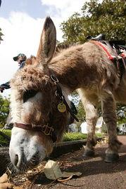 今日动物爆料新闻最新,今日动物爆料新闻揭秘  第3张